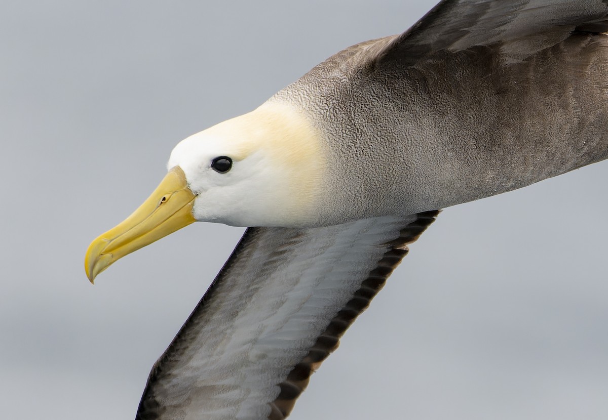 Waved Albatross - David F. Belmonte