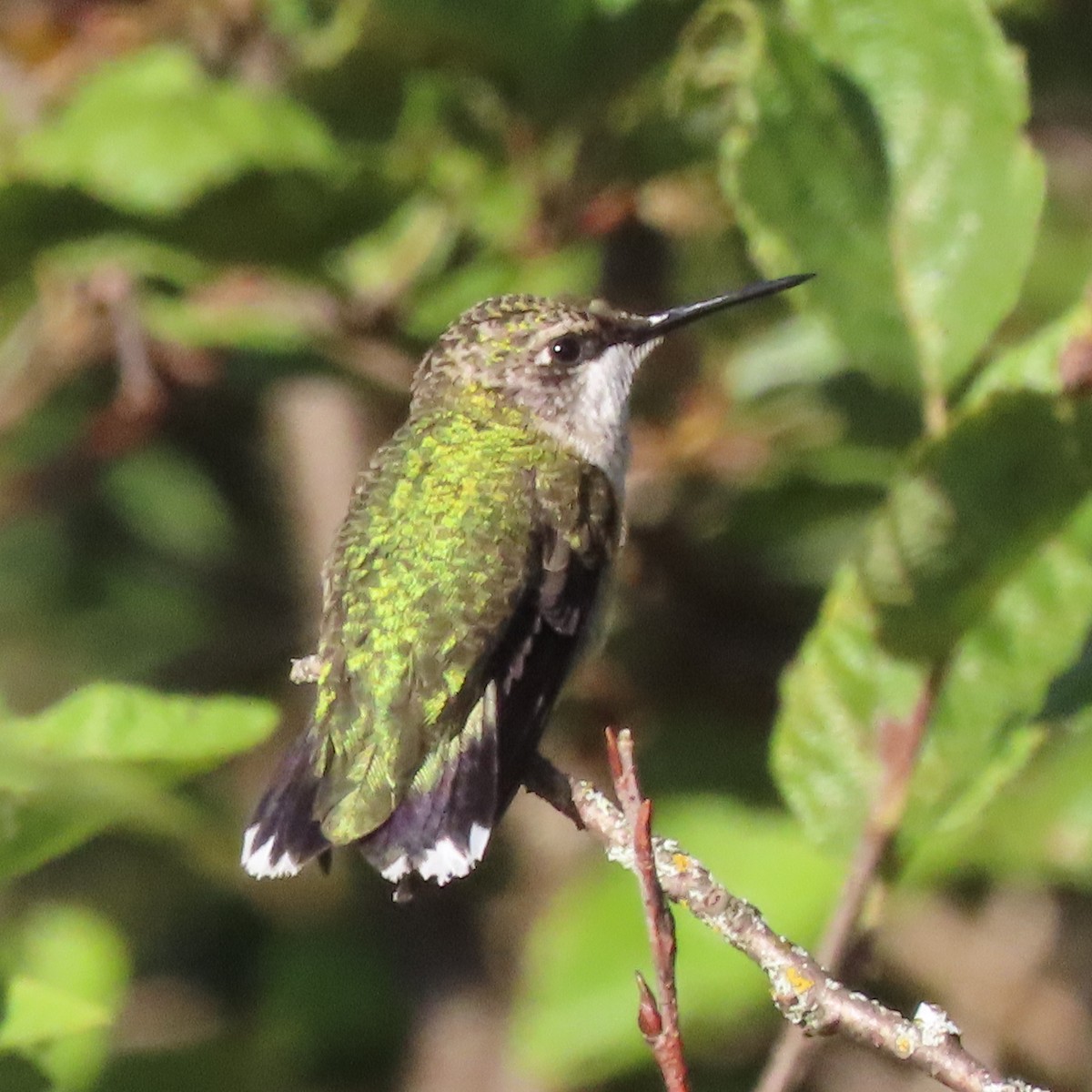 Ruby-throated Hummingbird - ML608478574