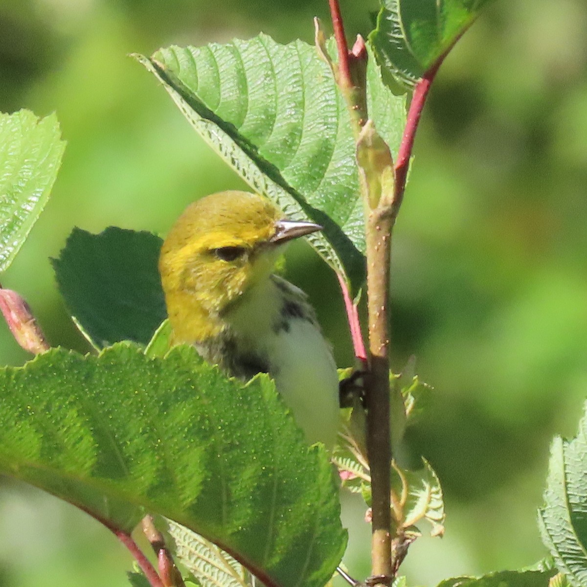 Black-throated Green Warbler - Sue Wetmore