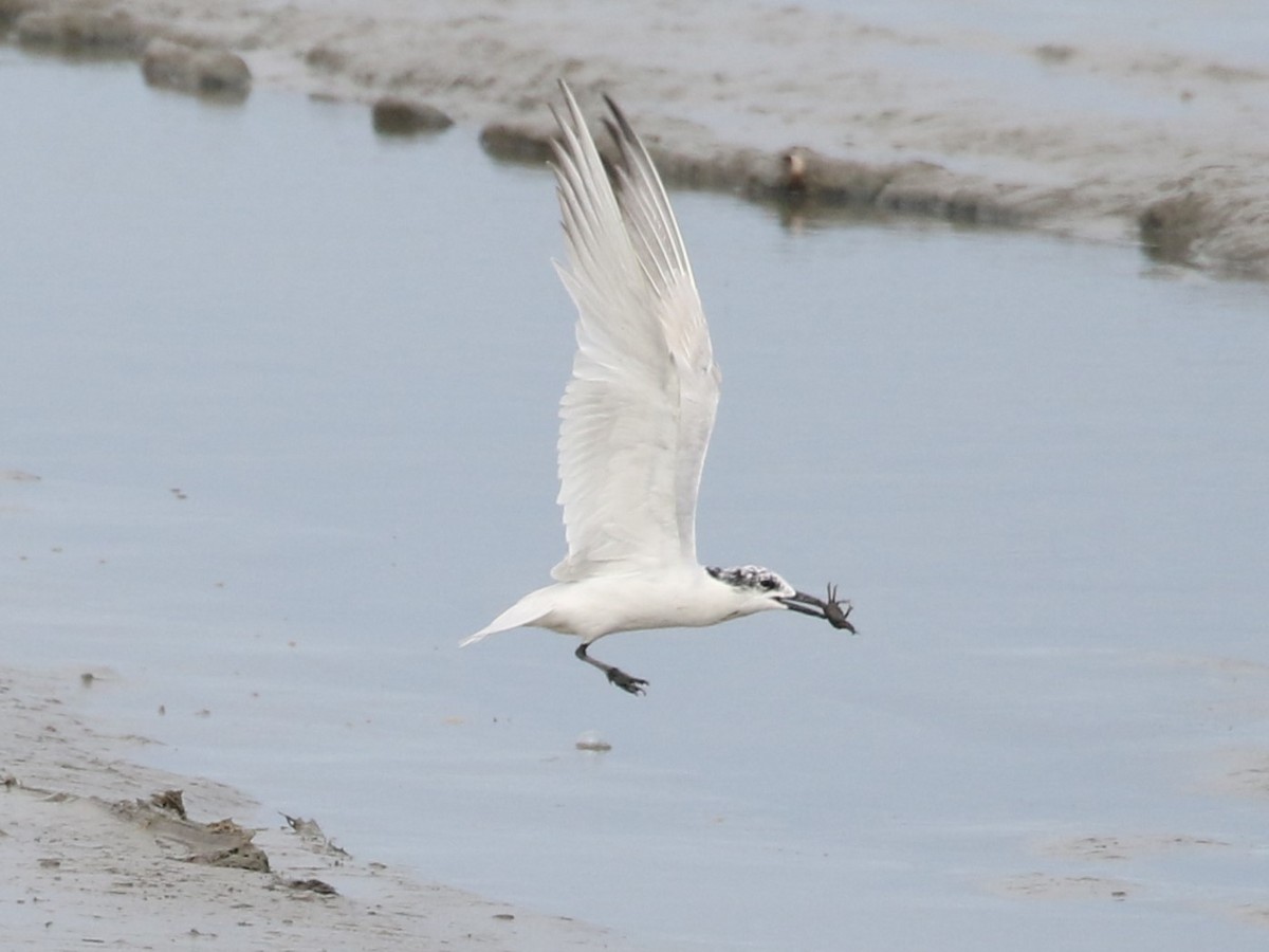 Gull-billed Tern - Steve Calver