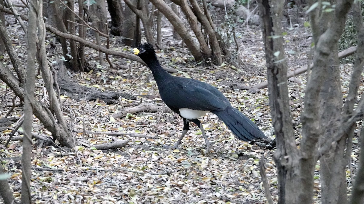 Bare-faced Curassow - ML608479076