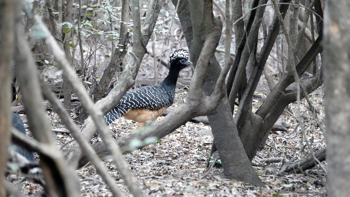 Bare-faced Curassow - ML608479145