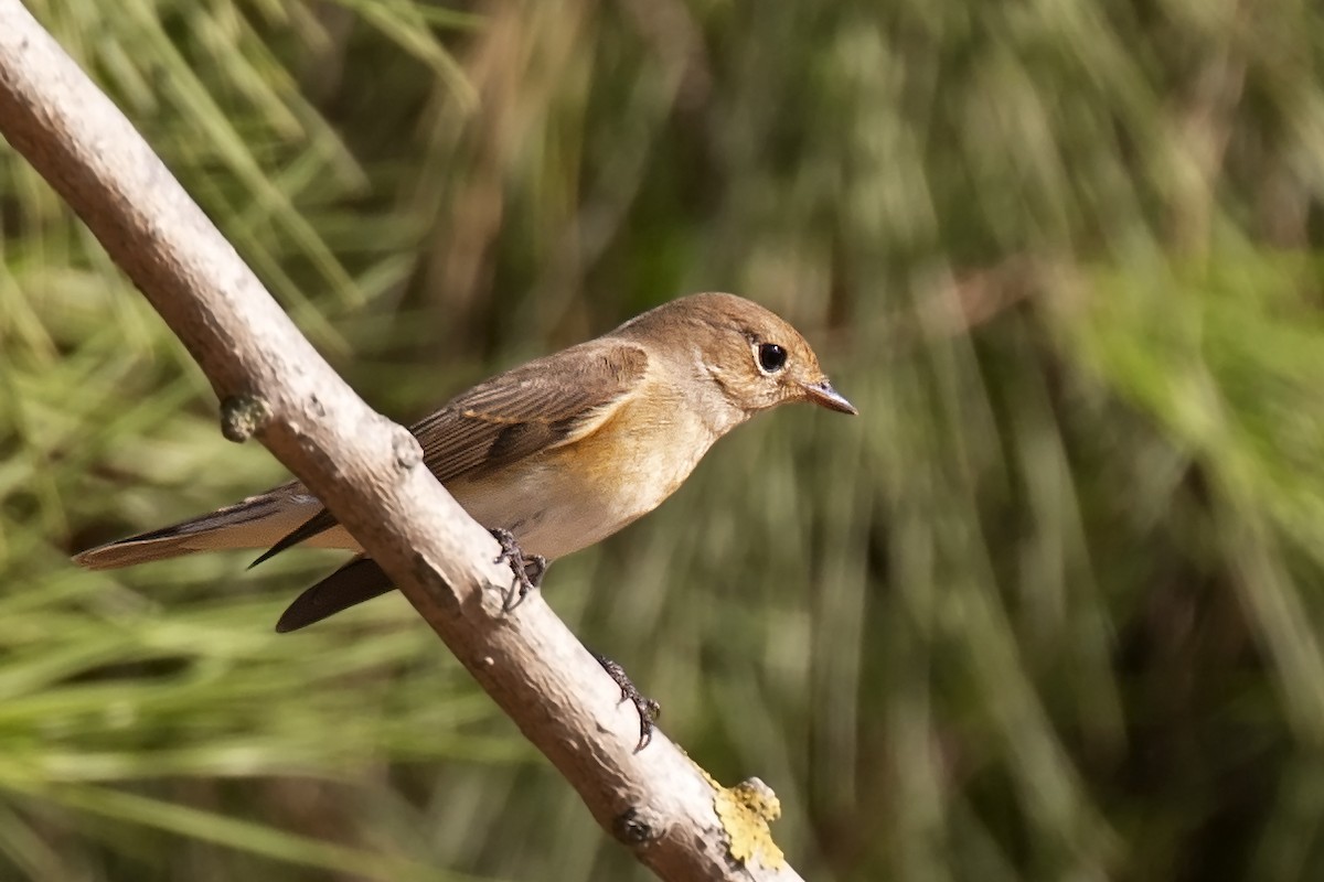 Red-breasted Flycatcher - ML608479361