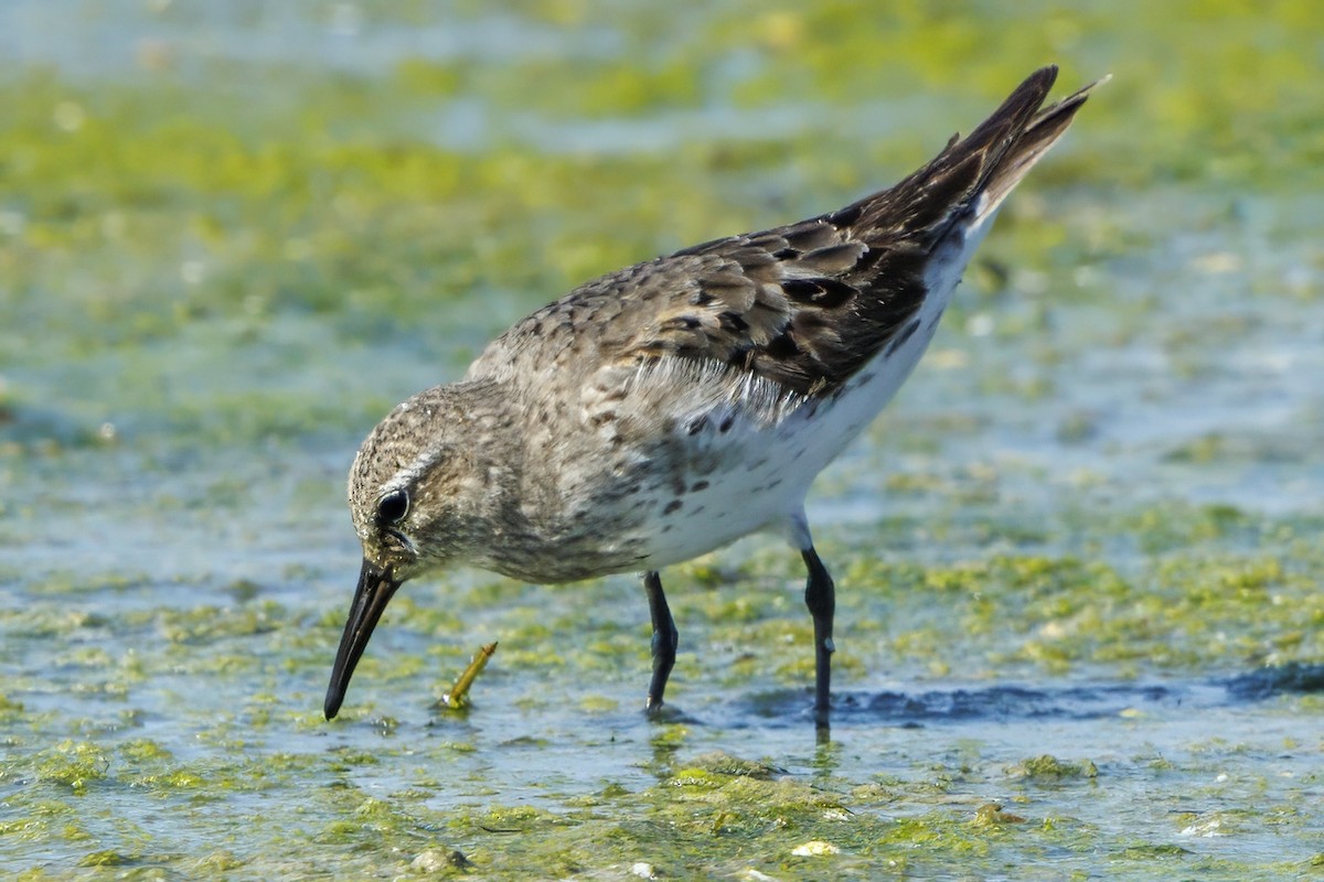bonapartesnipe - ML608480110