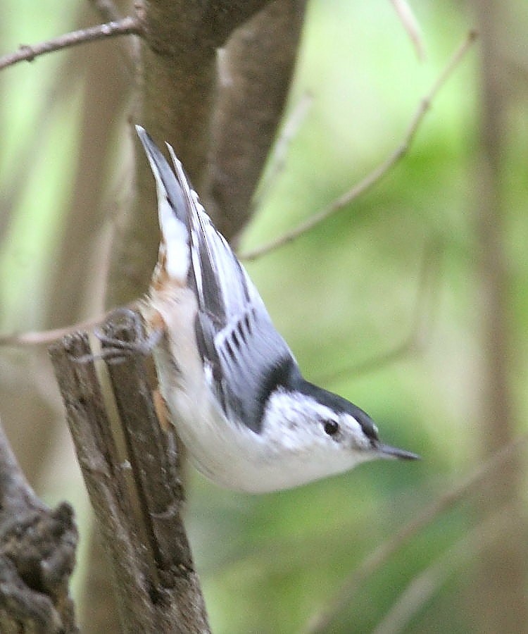 White-breasted Nuthatch - ML608480204