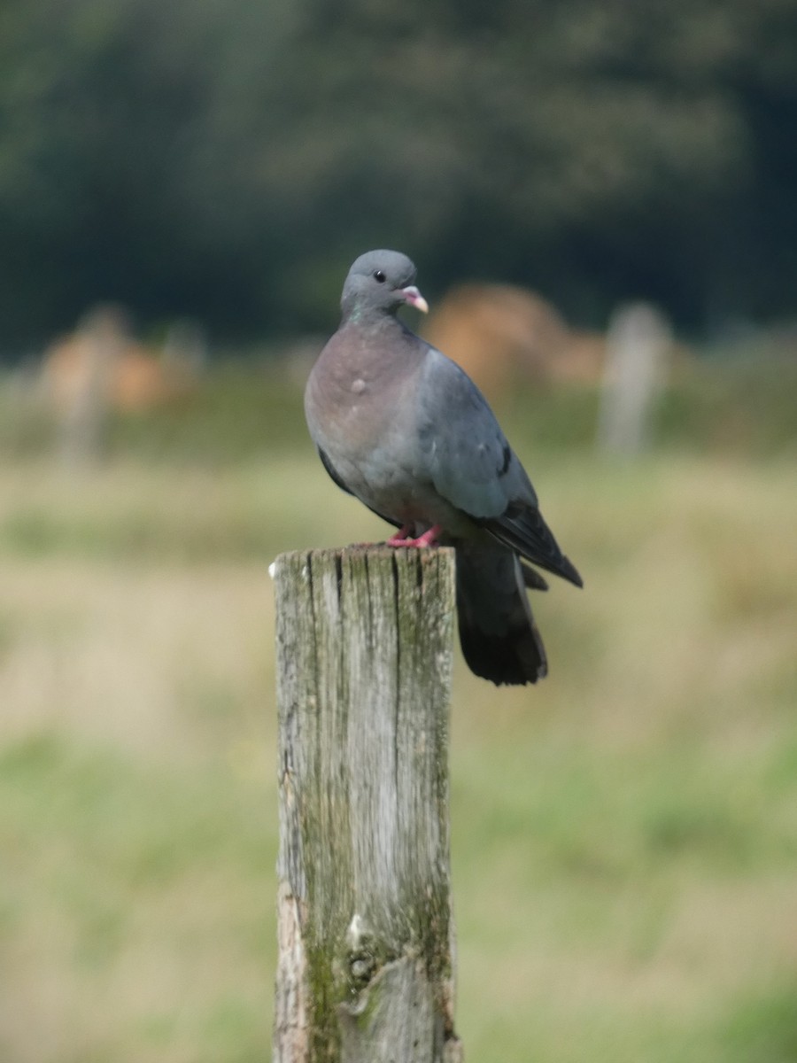 Pigeon colombin - ML608481159