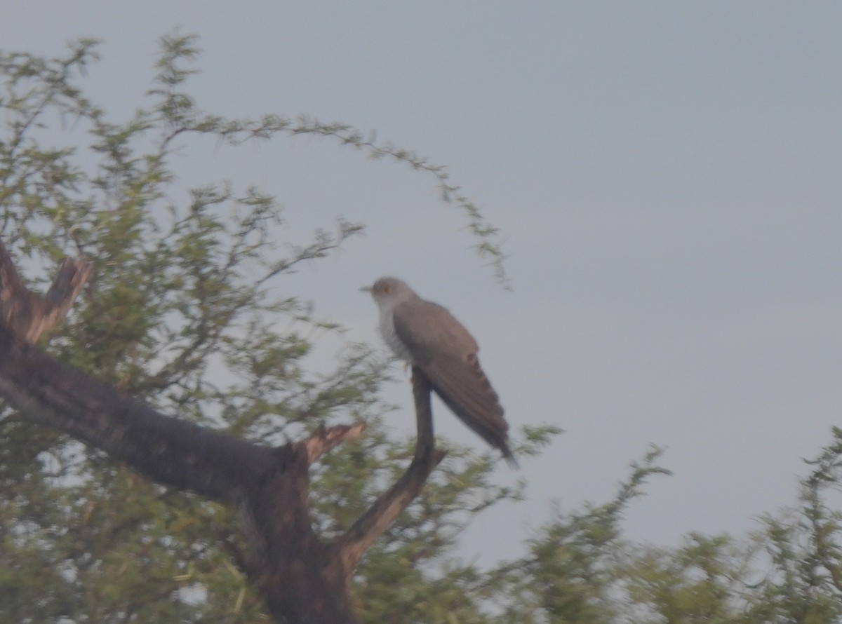 African Cuckoo - ML608481424