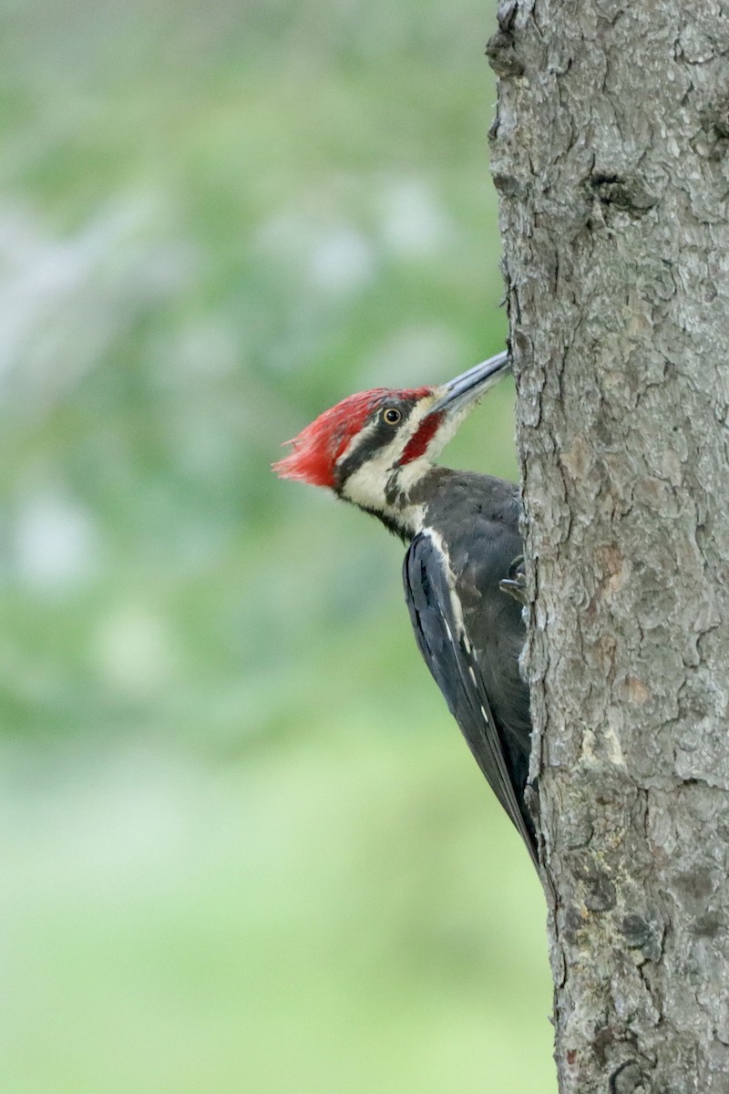 Pileated Woodpecker - ML608481484