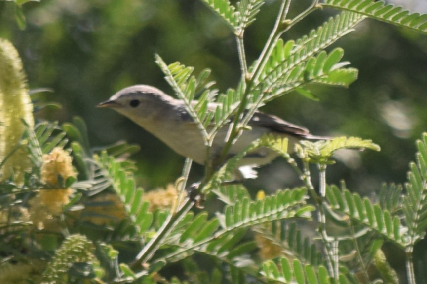 Lucy's Warbler - ML608481946