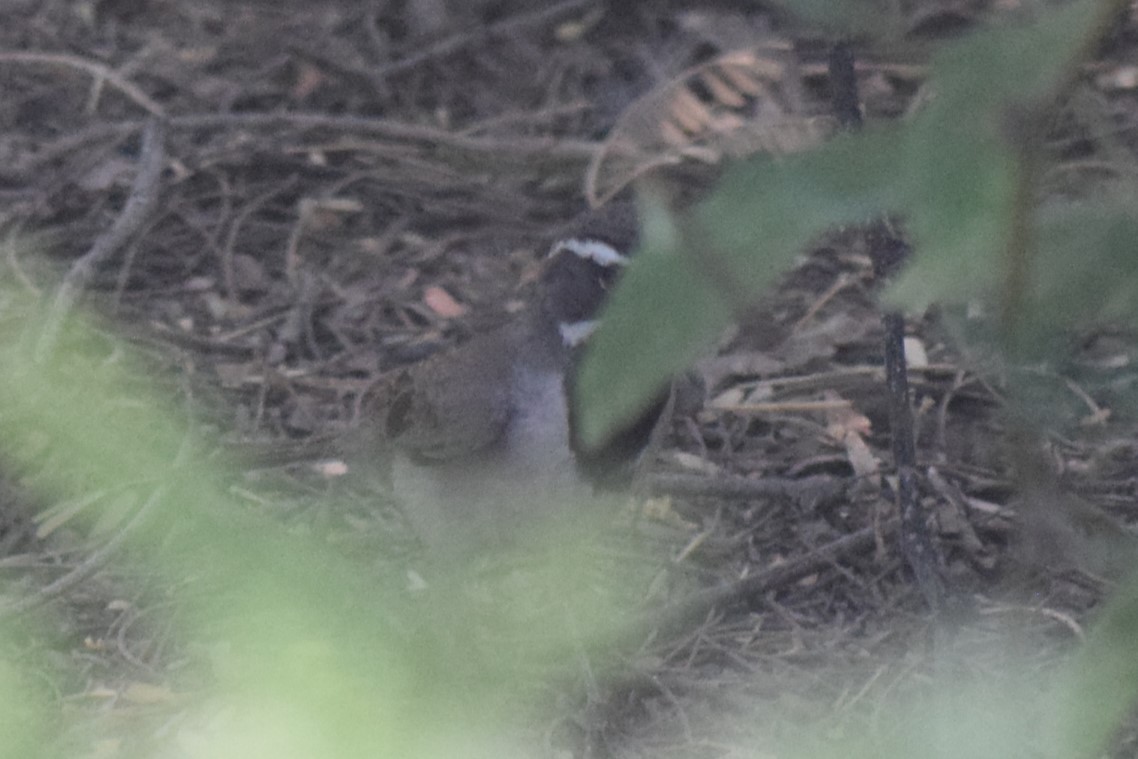 Black-throated Sparrow - ML608482120