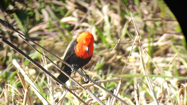 Scarlet-headed Blackbird - ML608482146
