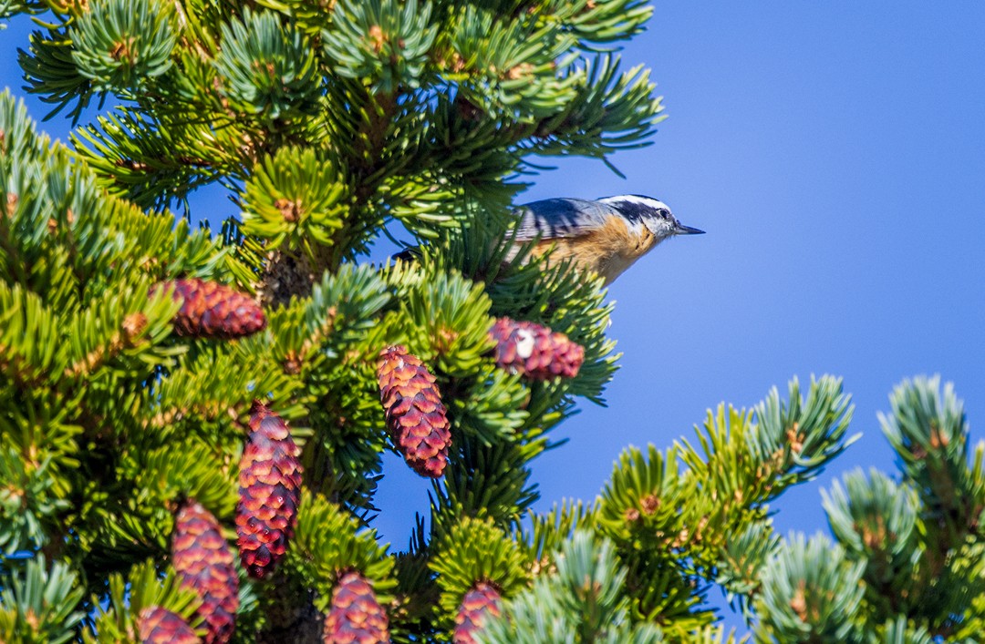 Red-breasted Nuthatch - ML608482401