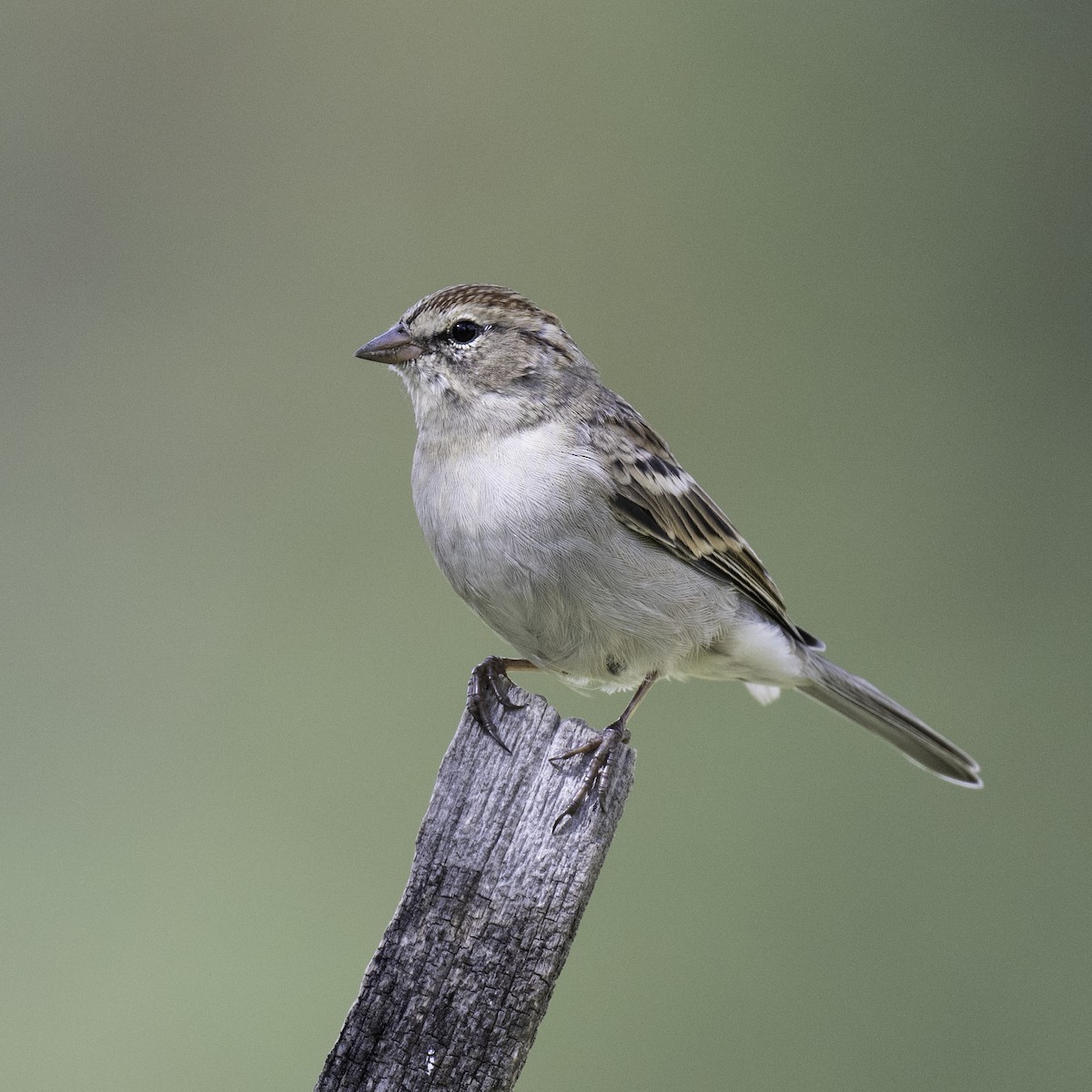 Chipping Sparrow - ML608482879