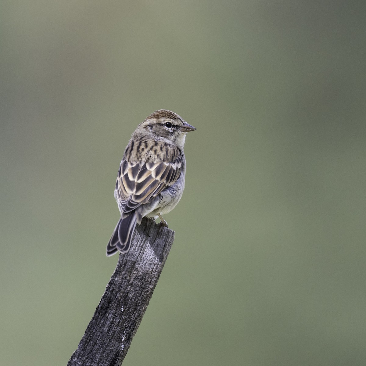 Chipping Sparrow - Neil Rucker