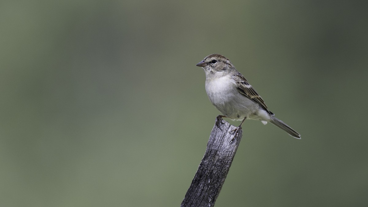 Chipping Sparrow - ML608482881