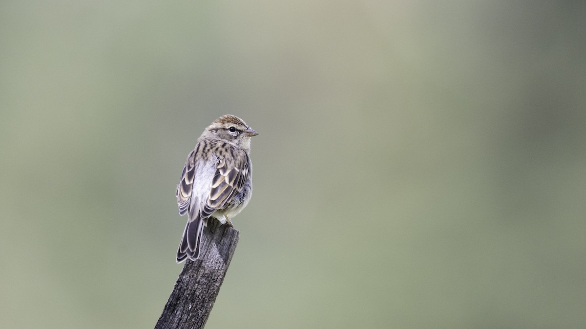 Chipping Sparrow - ML608482882