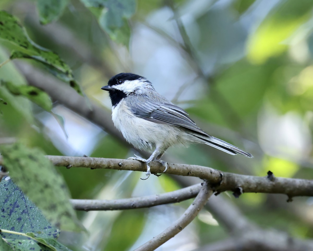 Carolina Chickadee - ML608483289