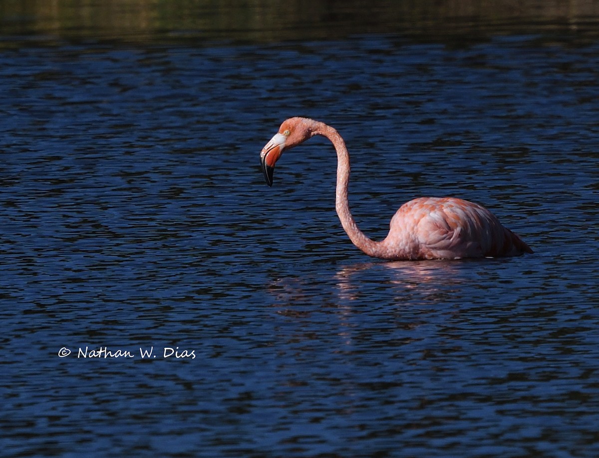 American Flamingo - ML608483701