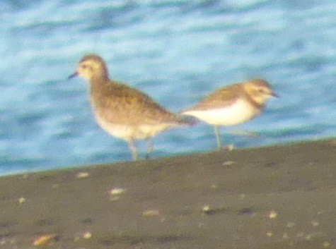Double-banded Plover - ML608483771