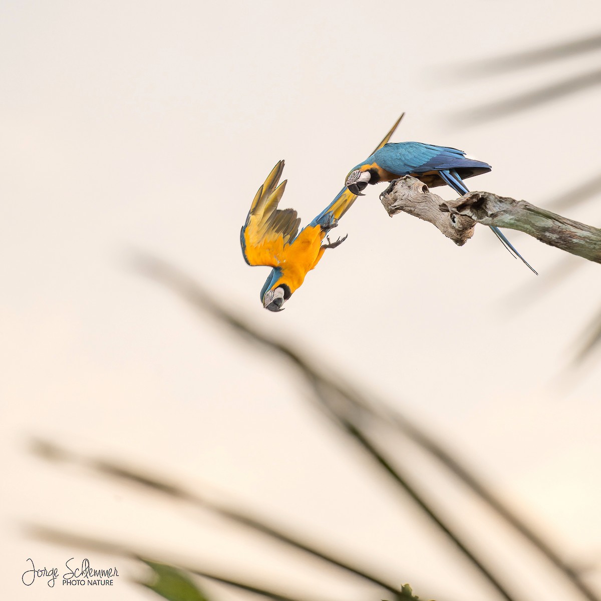 Blue-and-yellow Macaw - ML608484581