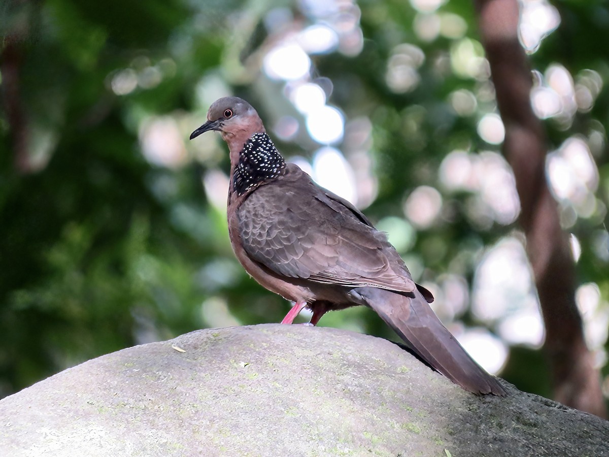 Spotted Dove - ML608484987