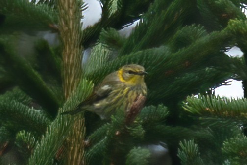 Cape May Warbler - ML608485033
