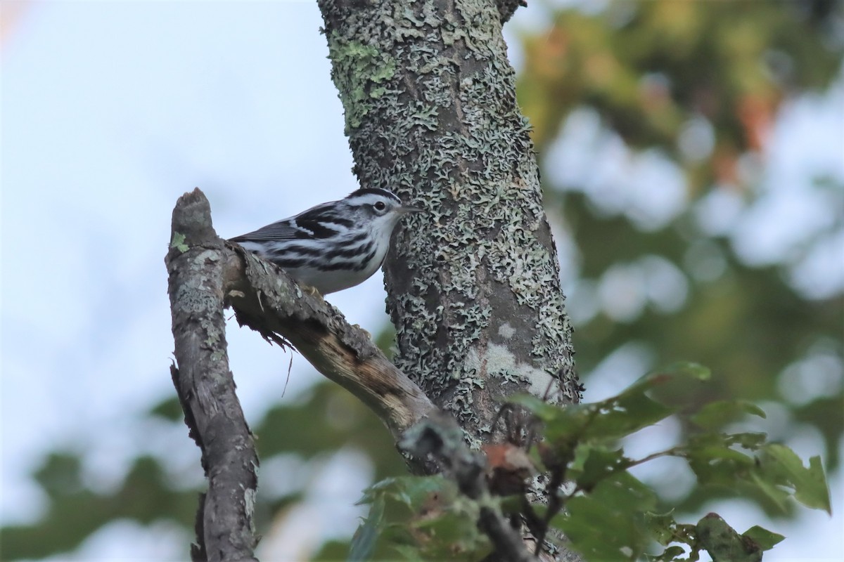 Black-and-white Warbler - ML608485059