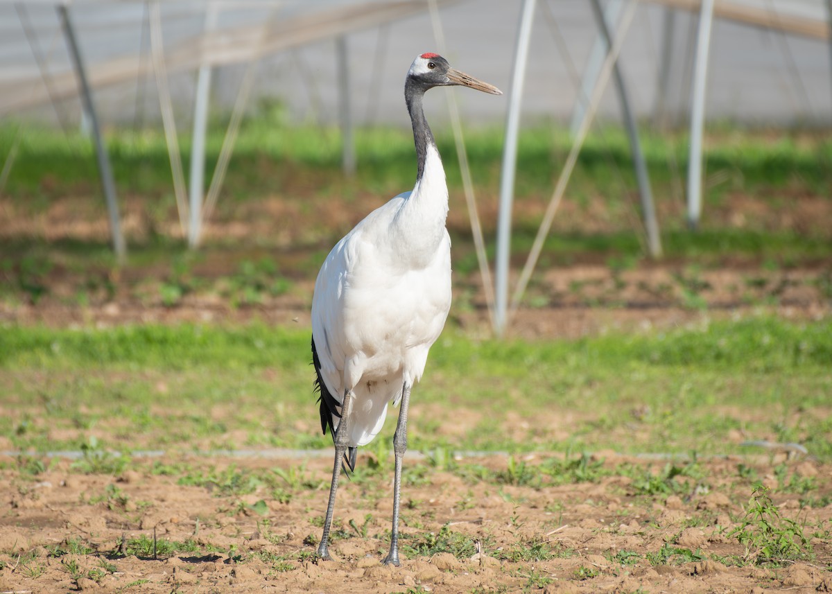 Red-crowned Crane - ML608485068
