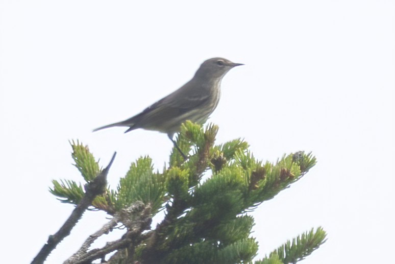 Cape May Warbler - ML608485093