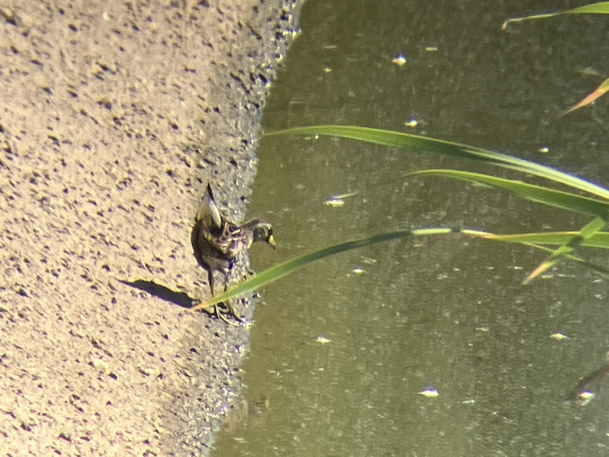 eBird Checklist 4 Sep 2023 Higley and Ocotillo Rds. ponds 30 species