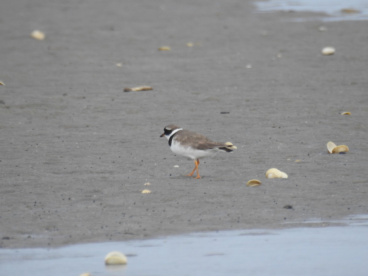 Common Ringed Plover - ML608485355