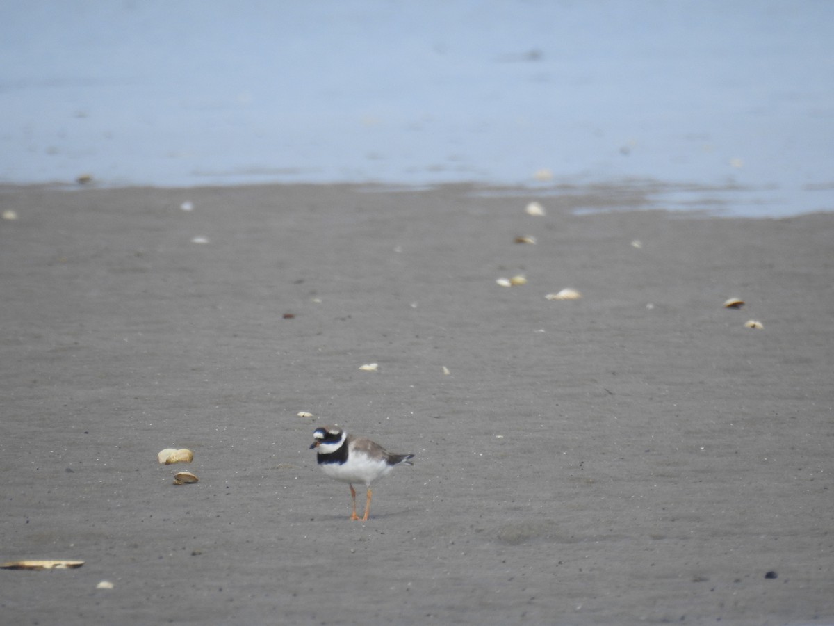 Common Ringed Plover - ML608485361