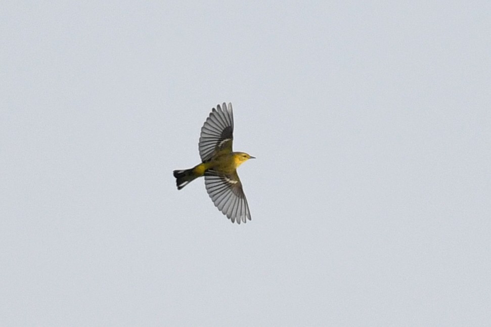 Cape May Warbler - ML608485404