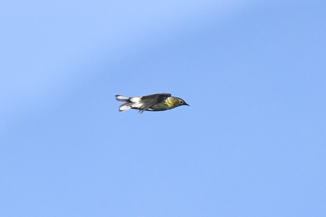 Cape May Warbler - ML608485406