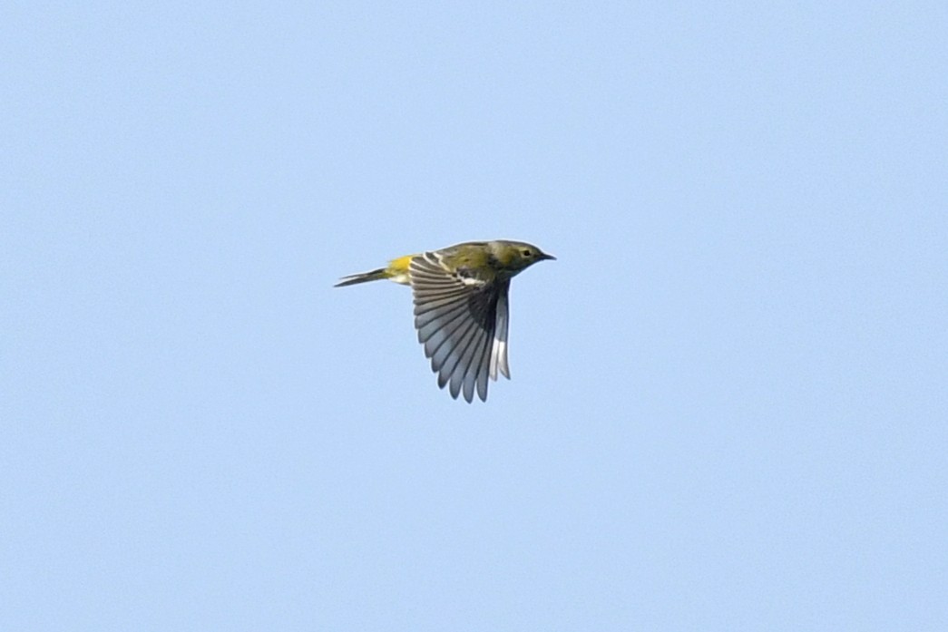 Cape May Warbler - ML608485408