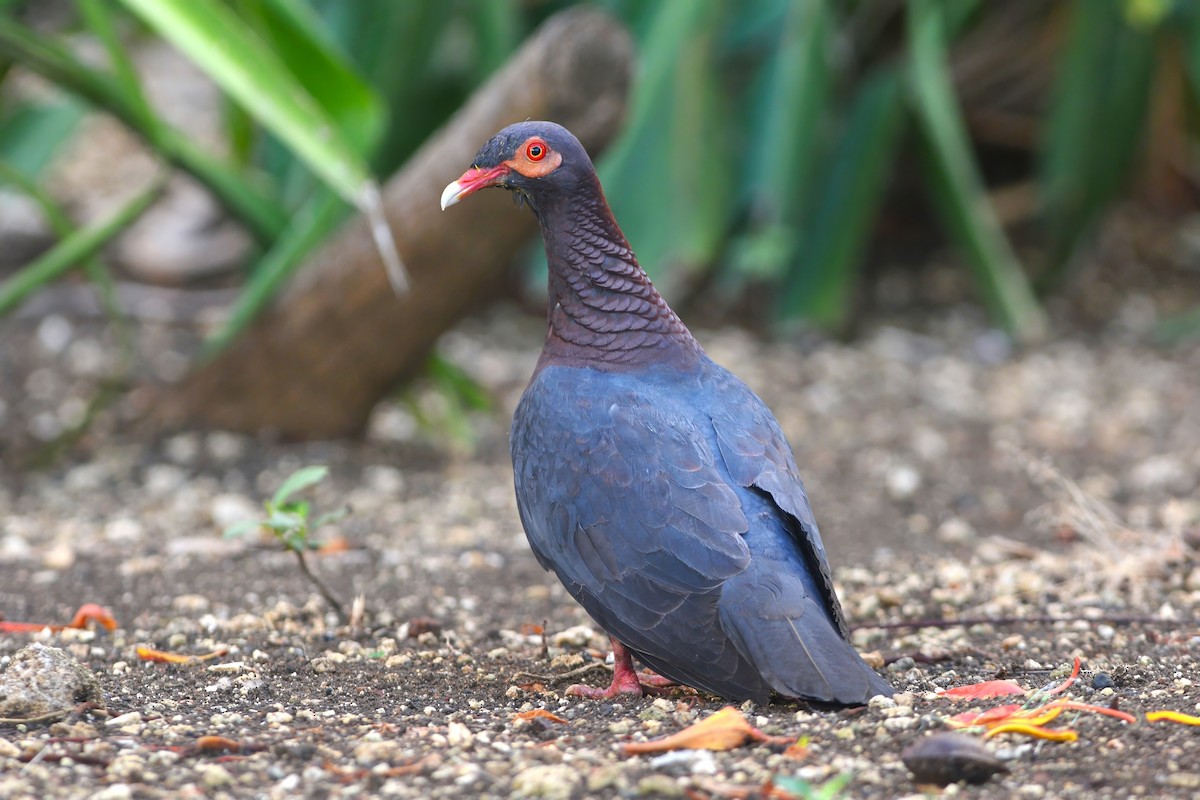 Scaly-naped Pigeon - ML608485543
