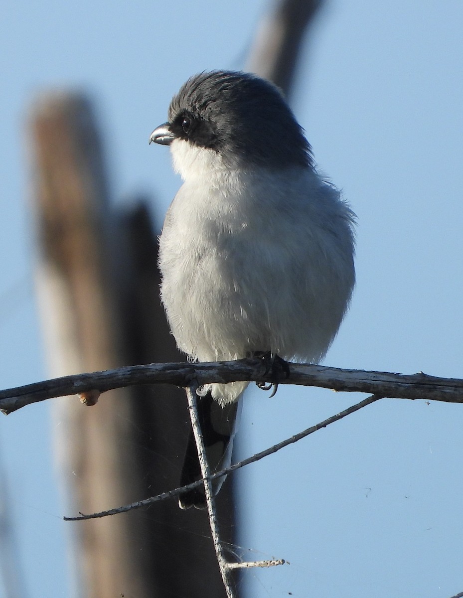 eBird Checklist - 4 Sep 2023 - Fran Reich Preserve SFWMD - 22 species ...