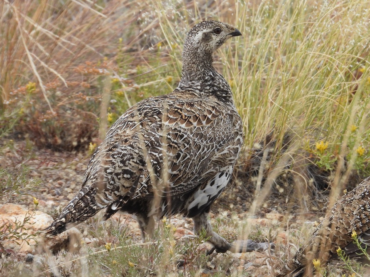 Greater Sage-Grouse - ML608487150