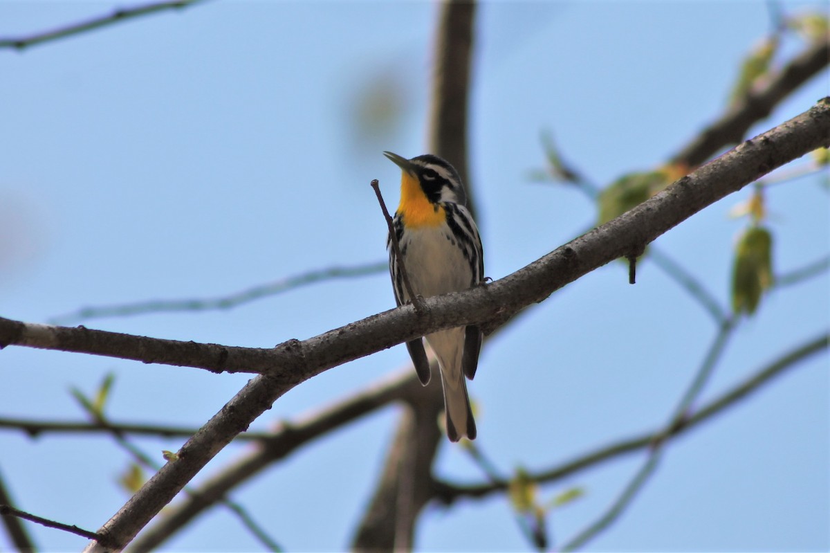 Yellow-throated Warbler - ML608487396