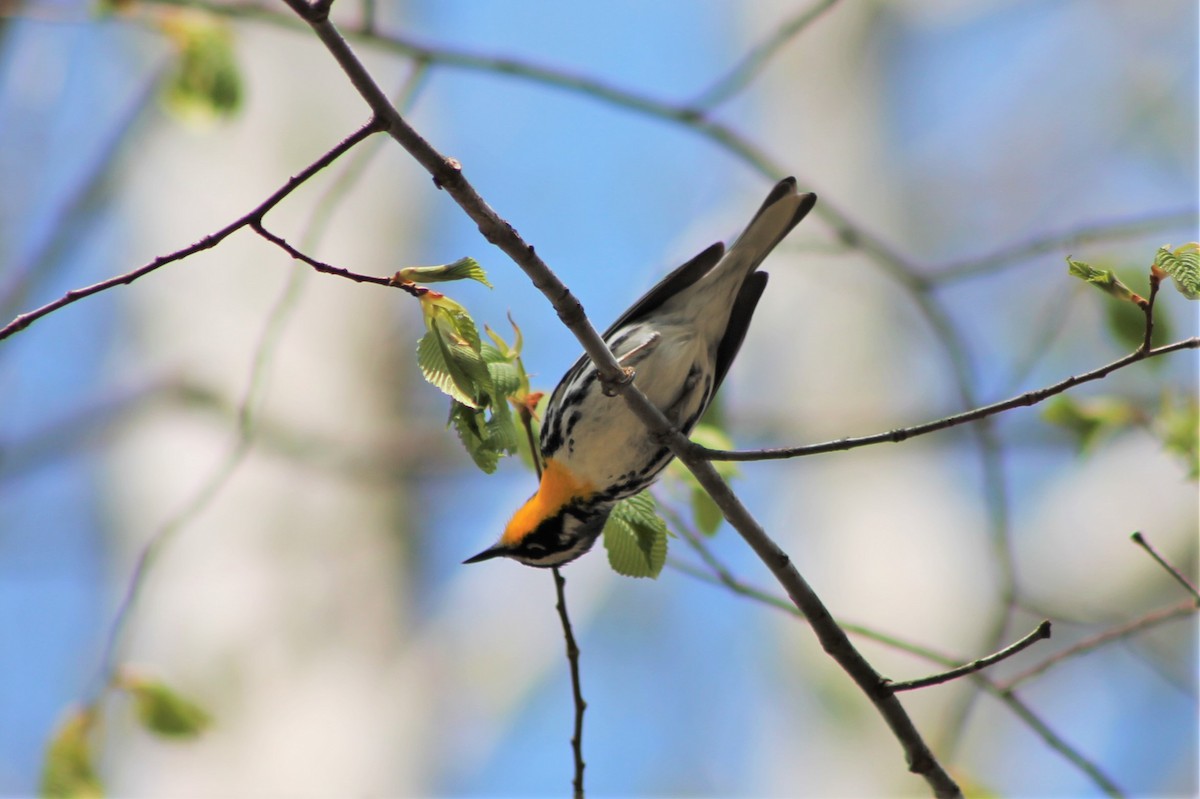 Yellow-throated Warbler - ML608487397