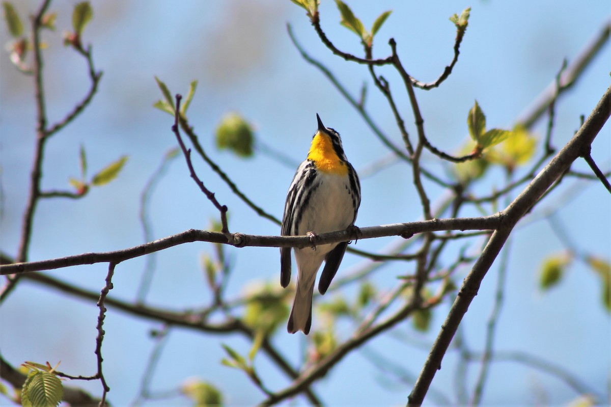 Yellow-throated Warbler - ML608487398