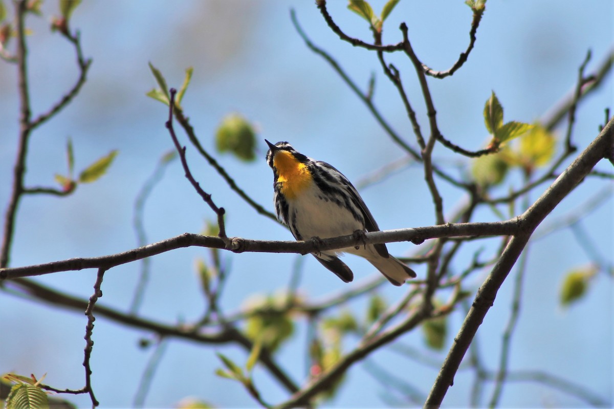 Yellow-throated Warbler - ML608487399
