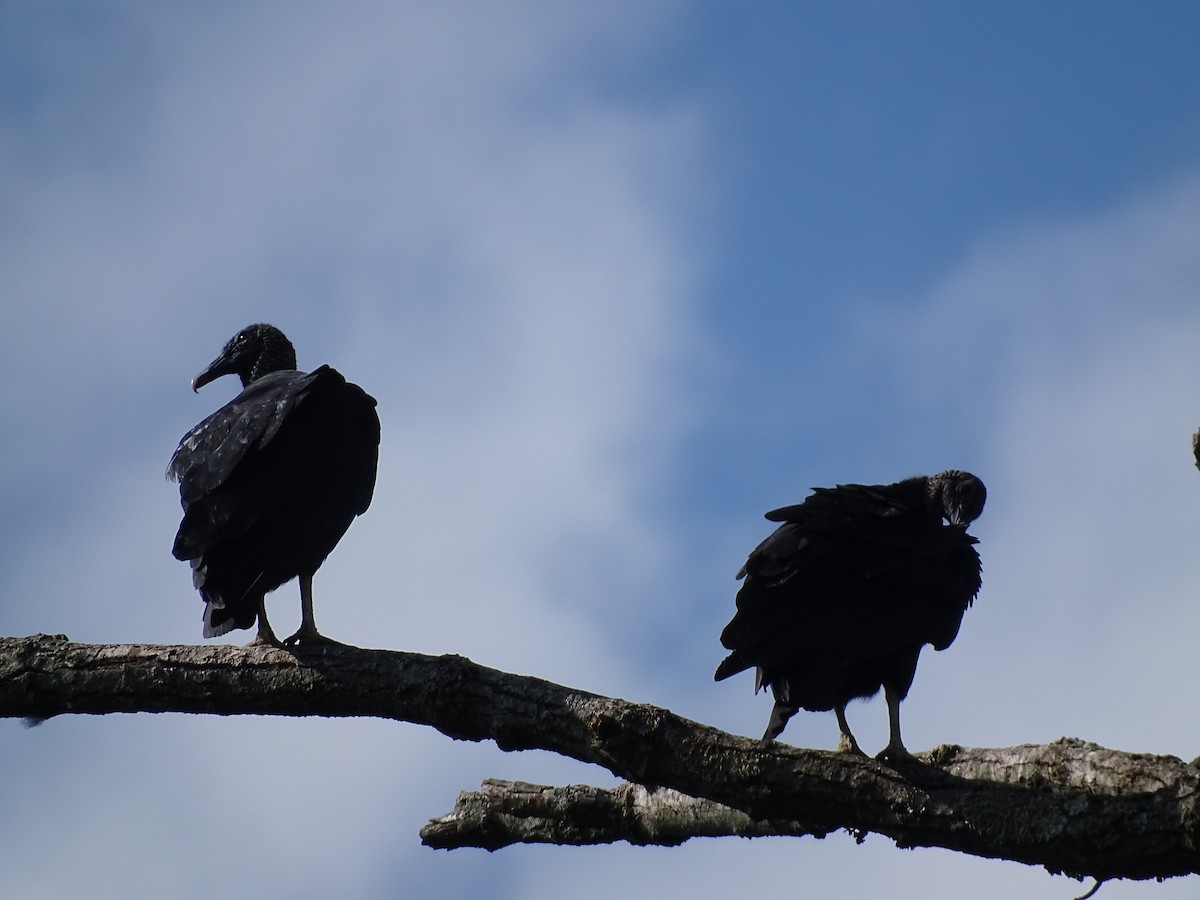 Black Vulture - Anagha R