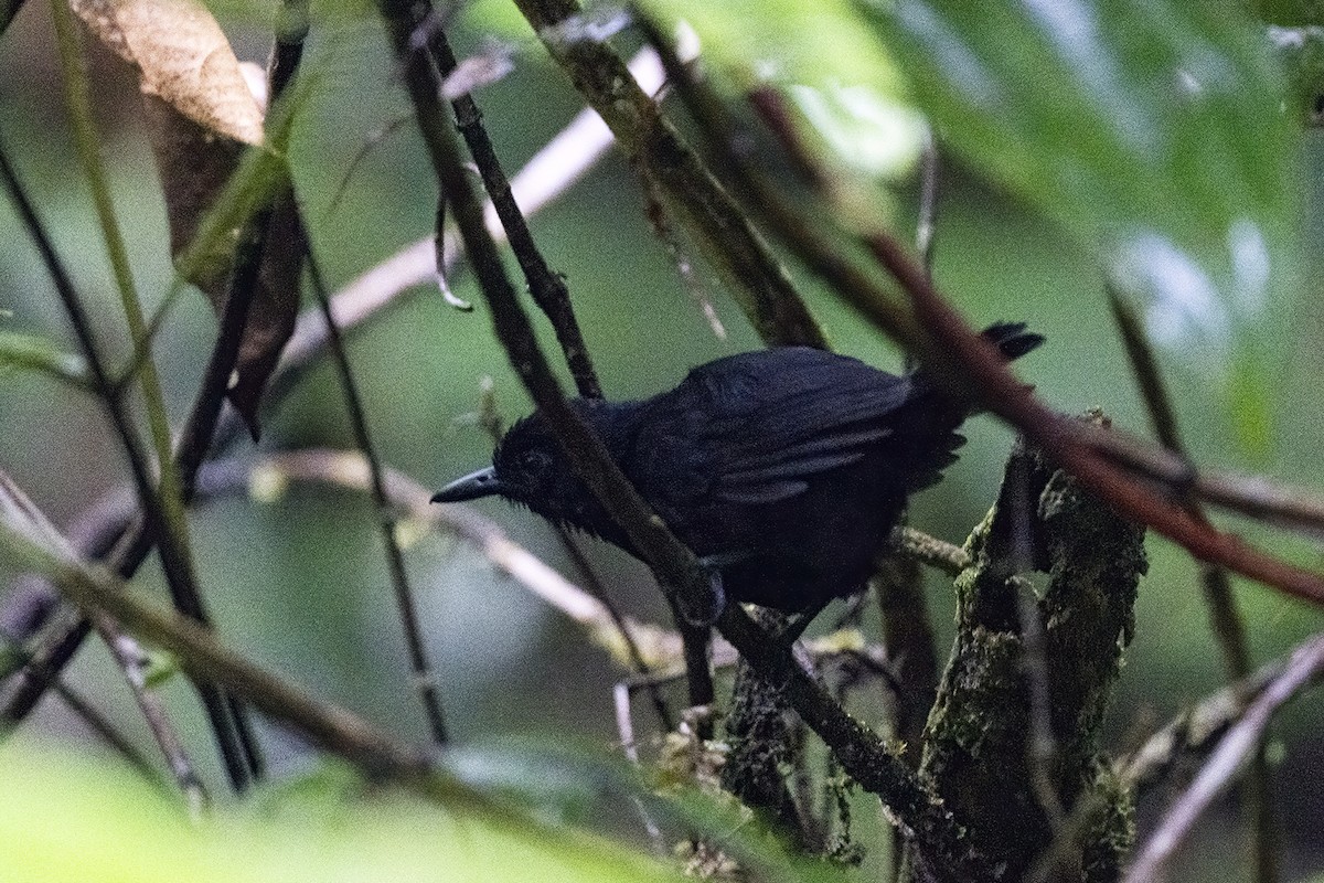 Stub-tailed Antbird - ML608487746