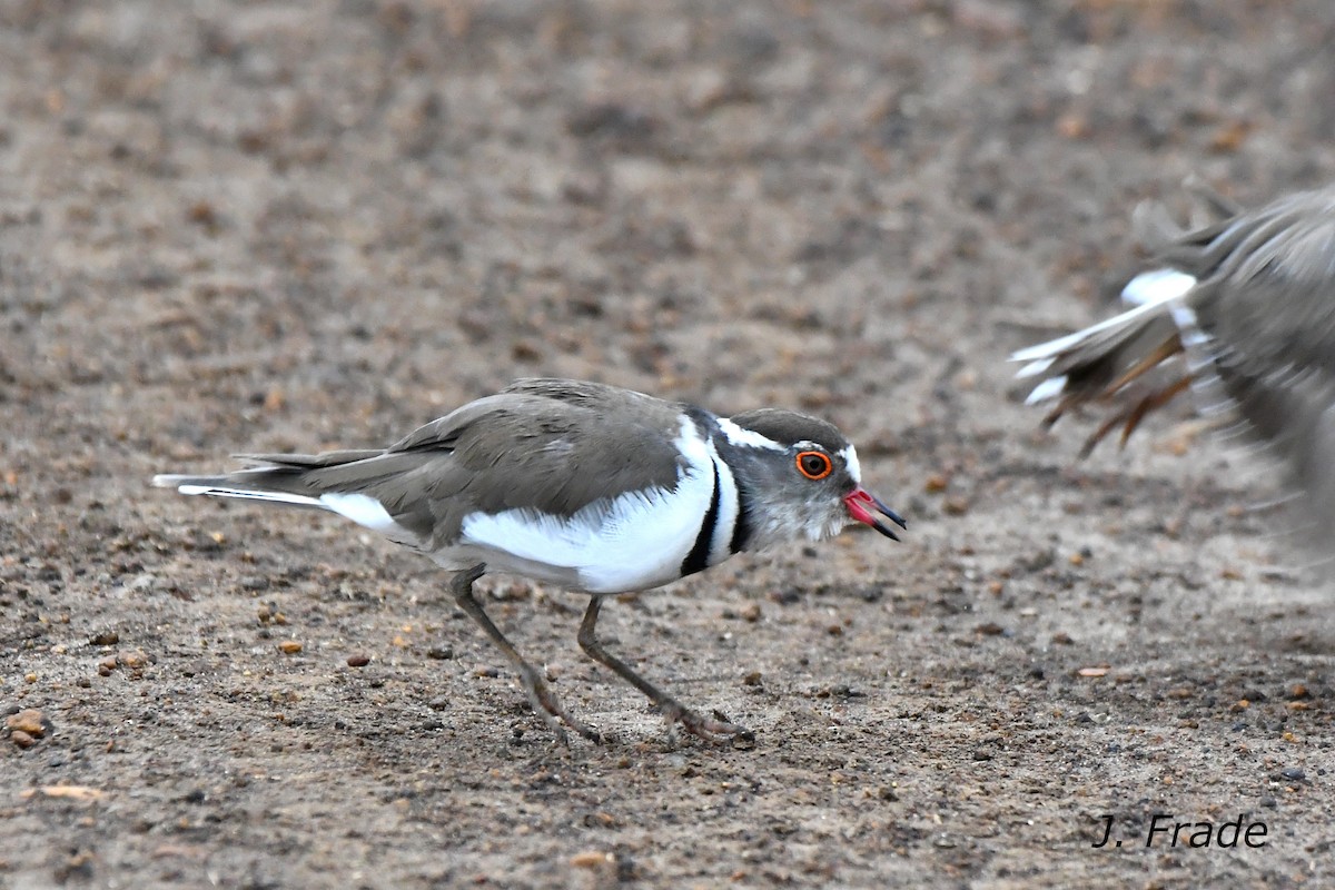 Three-banded Plover - ML608487791