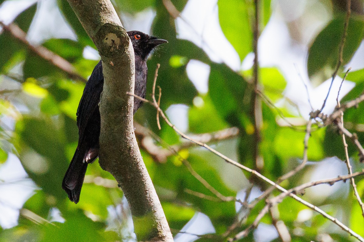 Western Square-tailed Drongo - ML608487848