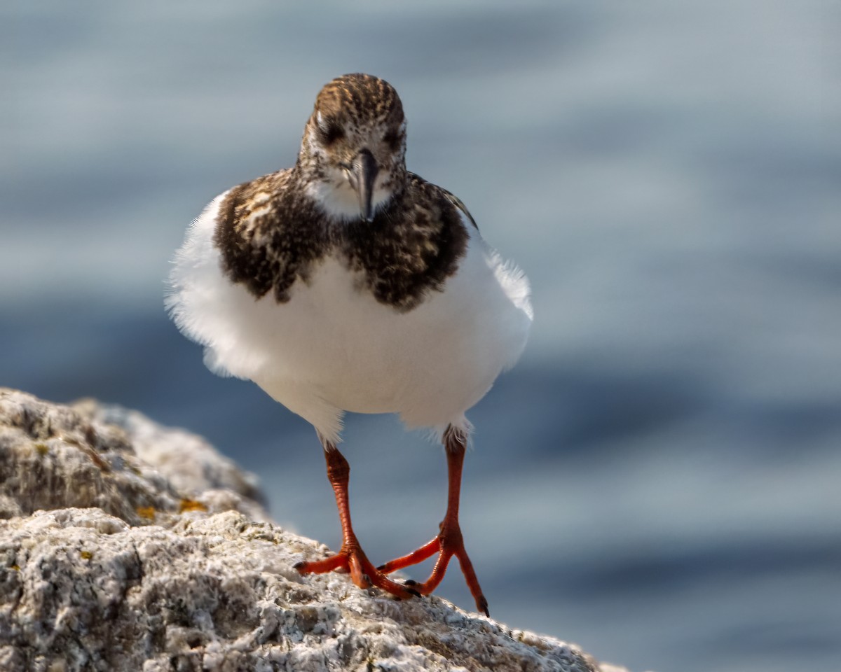 ebird-checklist-2-sep-2023-isles-of-shoals-appledore-island-22