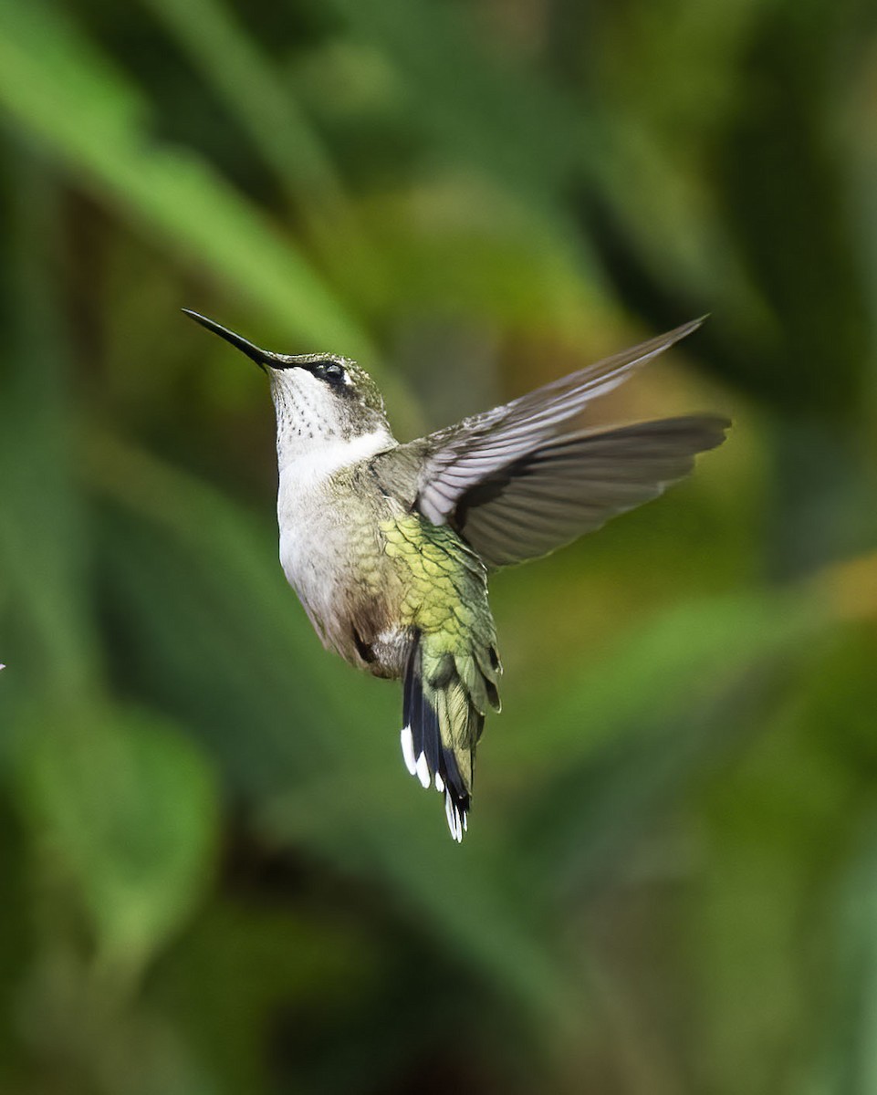 Ruby-throated Hummingbird - Bill Hill