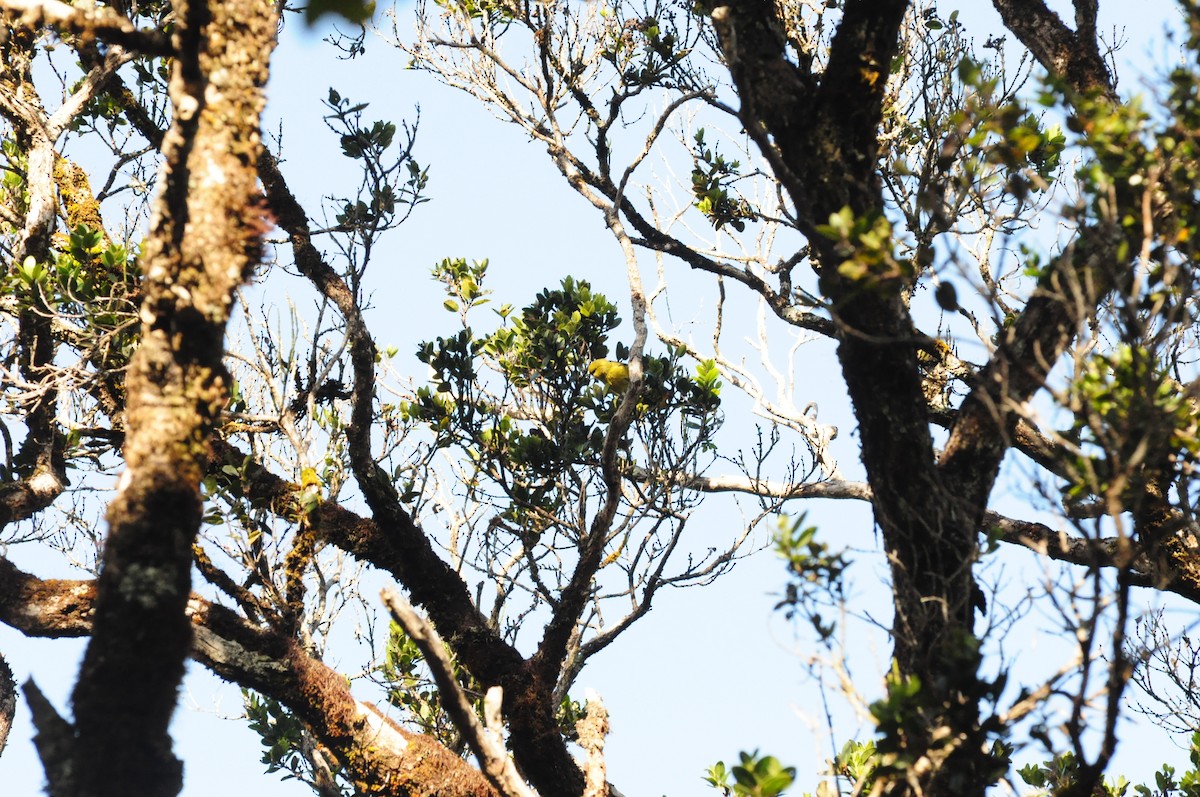 Kauai-Akepakleidervogel - ML608488863