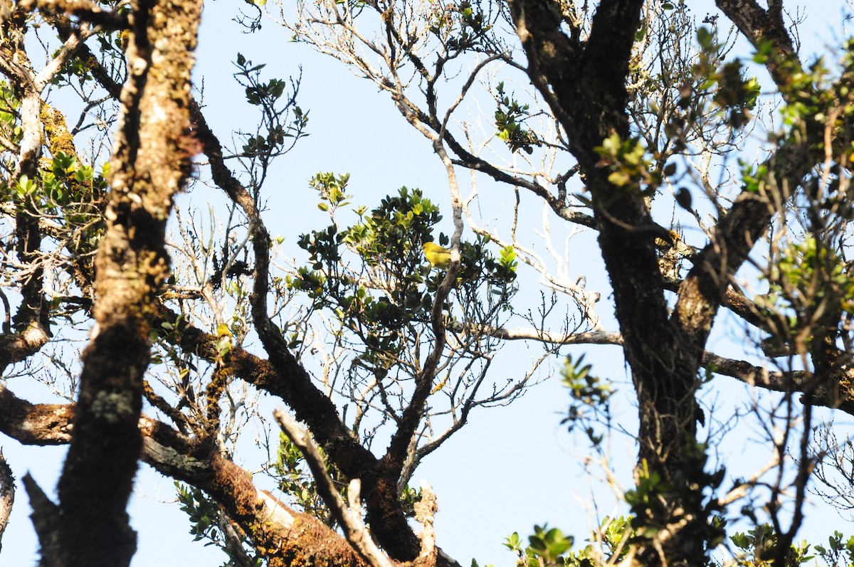 Kauai-Akepakleidervogel - ML608488864